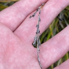 Lepidosperma laterale at Paddys River, ACT - 13 Aug 2023