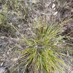 Lepidosperma laterale at Paddys River, ACT - 13 Aug 2023