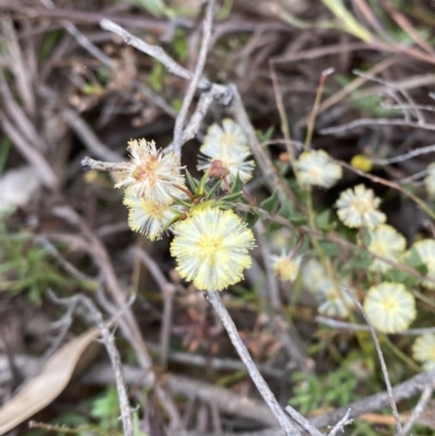 Acacia gunnii (Ploughshare Wattle) at Paddys River, ACT - 13 Aug 2023 by Tapirlord