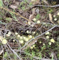 Acacia gunnii at Paddys River, ACT - 13 Aug 2023