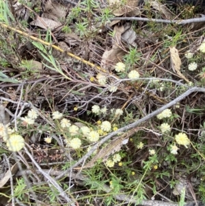 Acacia gunnii at Paddys River, ACT - 13 Aug 2023