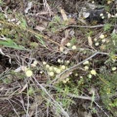 Acacia gunnii at Paddys River, ACT - 13 Aug 2023