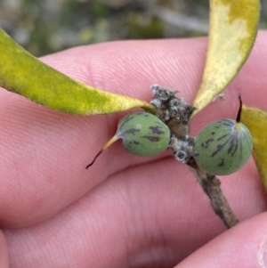 Persoonia rigida at Paddys River, ACT - 13 Aug 2023 12:10 PM