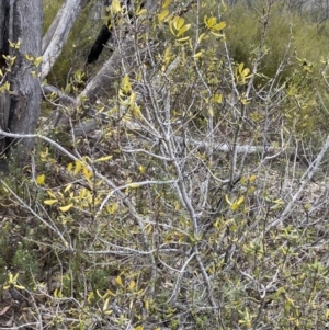 Persoonia rigida at Paddys River, ACT - 13 Aug 2023 12:10 PM