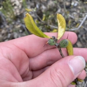 Persoonia rigida at Paddys River, ACT - 13 Aug 2023 12:10 PM