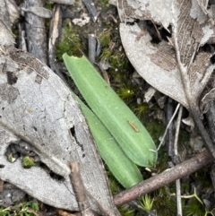 Glossodia major (Wax Lip Orchid) at Paddys River, ACT - 13 Aug 2023 by Tapirlord