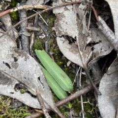 Glossodia major at Paddys River, ACT - 13 Aug 2023