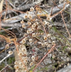 Pomax umbellata (A Pomax) at Paddys River, ACT - 13 Aug 2023 by Tapirlord