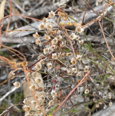 Pomax umbellata (A Pomax) at Namadgi National Park - 13 Aug 2023 by Tapirlord