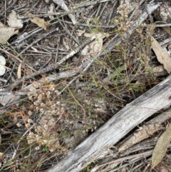 Pomax umbellata at Paddys River, ACT - 13 Aug 2023