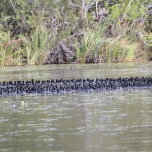 Fulica atra at Noosa North Shore, QLD - 3 Aug 2023