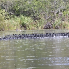 Fulica atra at Noosa North Shore, QLD - 3 Aug 2023