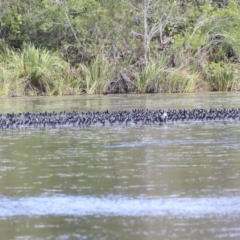 Fulica atra at Noosa North Shore, QLD - 3 Aug 2023