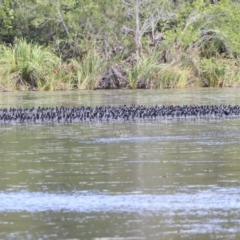 Fulica atra at Noosa North Shore, QLD - 3 Aug 2023