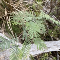 Acacia dealbata subsp. dealbata (Silver Wattle) at Paddys River, ACT - 13 Aug 2023 by Tapirlord
