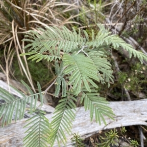 Acacia dealbata subsp. dealbata at Paddys River, ACT - 13 Aug 2023