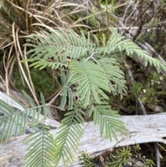 Acacia dealbata subsp. dealbata at Paddys River, ACT - 13 Aug 2023