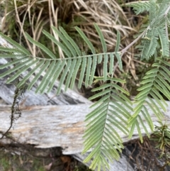 Acacia dealbata subsp. dealbata at Paddys River, ACT - 13 Aug 2023