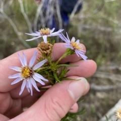 Olearia tenuifolia (Narrow-leaved Daisybush) at Paddys River, ACT - 13 Aug 2023 by Tapirlord