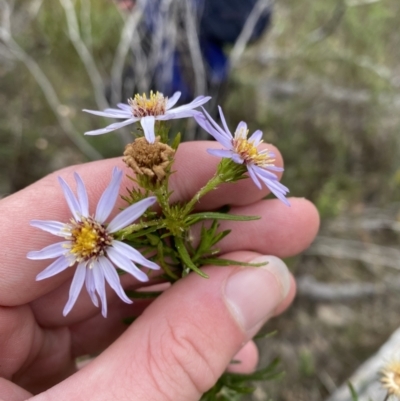 Olearia tenuifolia (Narrow-leaved Daisybush) at Paddys River, ACT - 13 Aug 2023 by Tapirlord