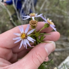 Olearia tenuifolia at Paddys River, ACT - 13 Aug 2023 12:07 PM