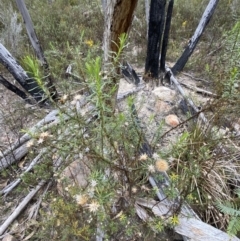 Olearia tenuifolia at Paddys River, ACT - 13 Aug 2023