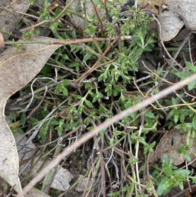 Gonocarpus tetragynus (Common Raspwort) at Namadgi National Park - 13 Aug 2023 by Tapirlord