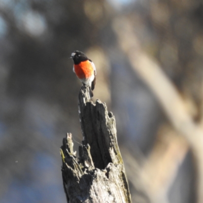 Petroica boodang (Scarlet Robin) at Lions Youth Haven - Westwood Farm A.C.T. - 21 Aug 2023 by HelenCross