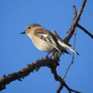 Petroica boodang at Tuggeranong, ACT - 21 Aug 2023 04:09 PM