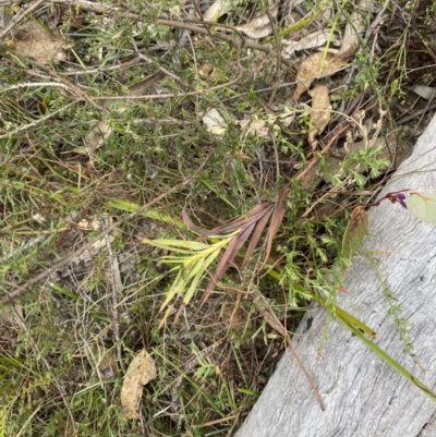 Stypandra glauca (Nodding Blue Lily) at Paddys River, ACT - 13 Aug 2023 by Tapirlord
