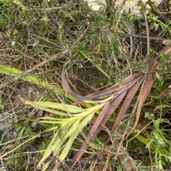 Stypandra glauca at Paddys River, ACT - 13 Aug 2023