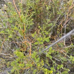 Cassytha pubescens at Paddys River, ACT - 13 Aug 2023 12:05 PM