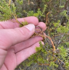 Cassytha pubescens at Paddys River, ACT - 13 Aug 2023 12:05 PM