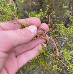 Cassytha pubescens at Paddys River, ACT - 13 Aug 2023
