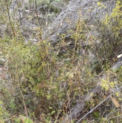 Cassytha pubescens at Paddys River, ACT - 13 Aug 2023 12:05 PM