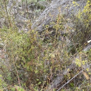 Cassytha pubescens at Paddys River, ACT - 13 Aug 2023