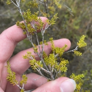 Calytrix tetragona at Paddys River, ACT - 13 Aug 2023