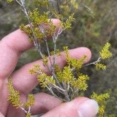 Calytrix tetragona at Paddys River, ACT - 13 Aug 2023