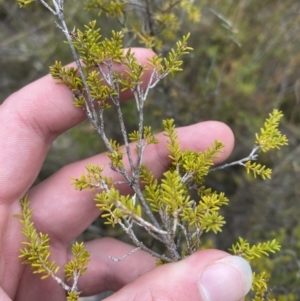 Calytrix tetragona at Paddys River, ACT - 13 Aug 2023