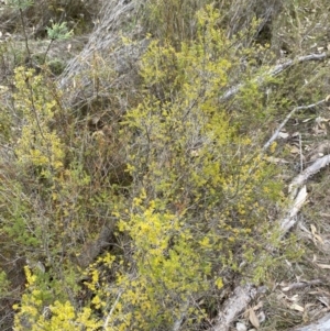 Calytrix tetragona at Paddys River, ACT - 13 Aug 2023