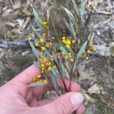 Acacia buxifolia subsp. buxifolia (Box-leaf Wattle) at Paddys River, ACT - 13 Aug 2023 by Tapirlord