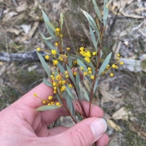 Acacia buxifolia subsp. buxifolia at Paddys River, ACT - 13 Aug 2023