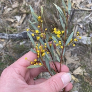 Acacia buxifolia subsp. buxifolia at Paddys River, ACT - 13 Aug 2023