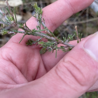 Dillwynia sericea (Egg And Bacon Peas) at Paddys River, ACT - 13 Aug 2023 by Tapirlord