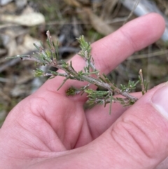 Dillwynia sericea at Paddys River, ACT - 13 Aug 2023 12:05 PM