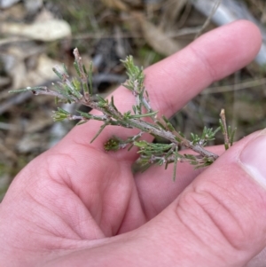 Dillwynia sericea at Paddys River, ACT - 13 Aug 2023