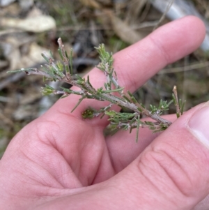 Dillwynia sericea at Paddys River, ACT - 13 Aug 2023 12:05 PM