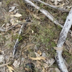 Dillwynia sericea at Paddys River, ACT - 13 Aug 2023 12:05 PM