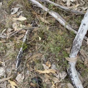 Dillwynia sericea at Paddys River, ACT - 13 Aug 2023 12:05 PM