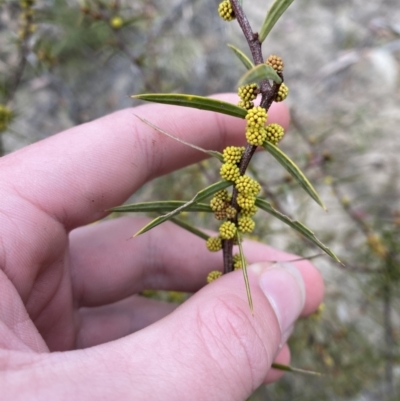 Acacia siculiformis (Dagger Wattle) at Paddys River, ACT - 13 Aug 2023 by Tapirlord